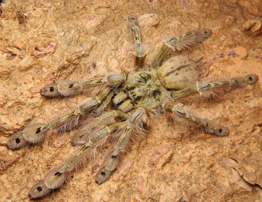 Featherleg Baboon (Stromatopelma Calceatum)