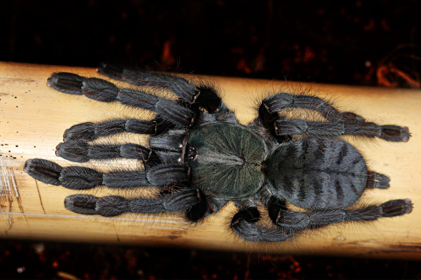 Green Earth Tiger (Cyriopagopus sp. “Valhalla”)