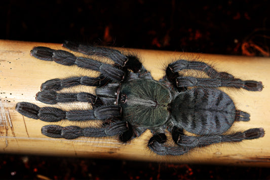 Green Earth Tiger (Cyriopagopus sp. “Valhalla”)